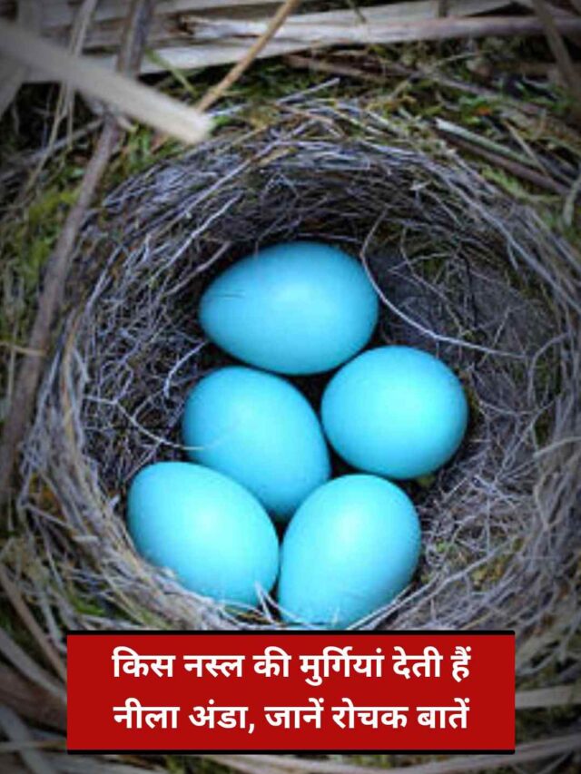 मुर्गियों की कौन सी नस्ल नीले अंडे देती है, जानिए रोचक तथ्य