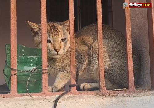 Darbhanga News: बंद मकान में तीन महीने कैद रही बिल्ली, गांव के लोगों ने दिखाई मानवता