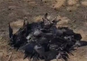 दरभंगा में बर्ड फ्लू की एंट्री,दरभंगा में प्रशासन अलर्ट मोड में