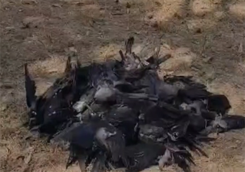 दरभंगा में बर्ड फ्लू की एंट्री,दरभंगा में प्रशासन अलर्ट मोड में