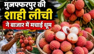 Muzaffarpur Shahi Litchi: मुजफ्फरपुर की शाही लीची ने बाजार में मचाई धूम